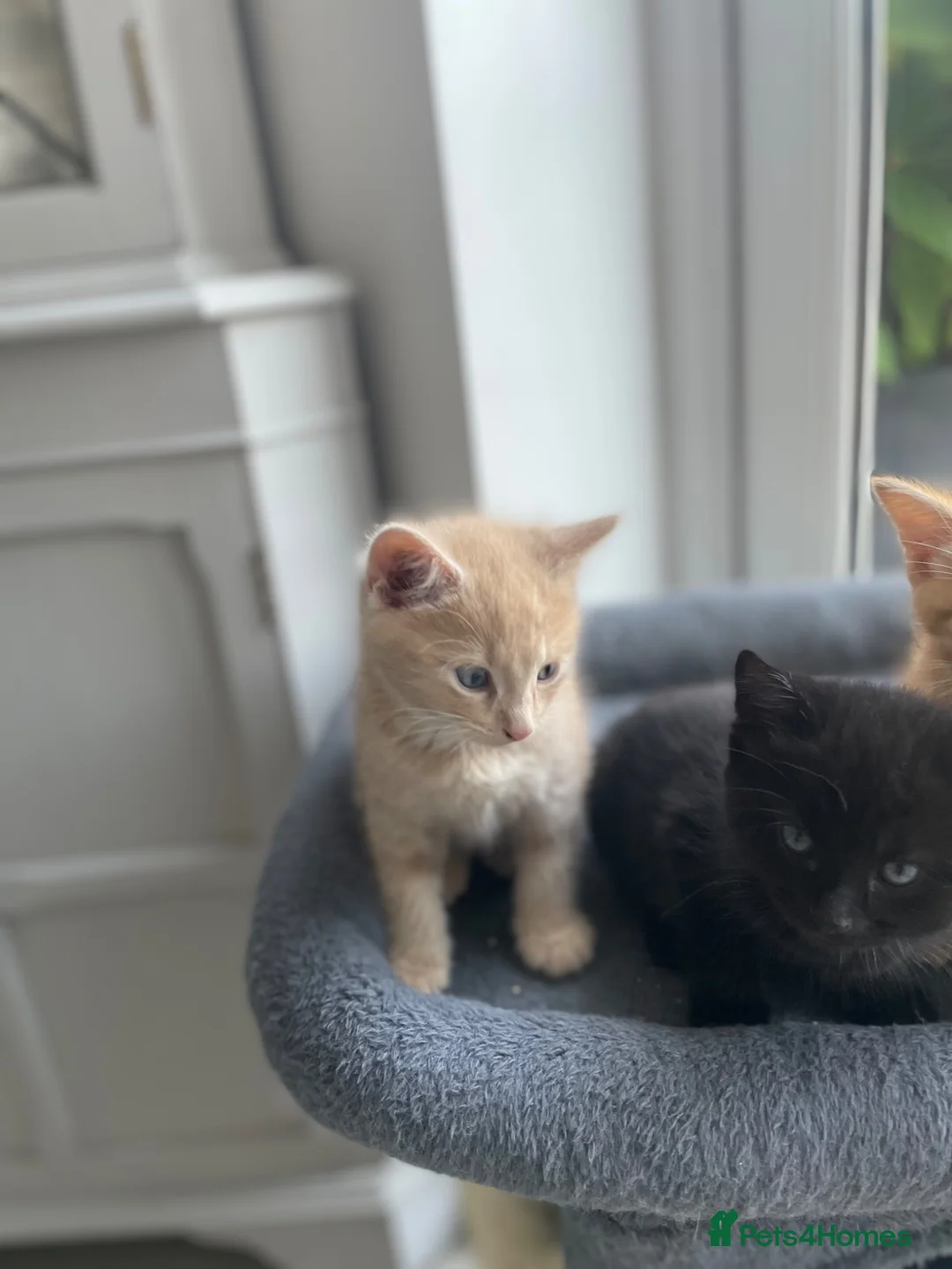 Maine Coon cats for sale: Maine coon crossed kittens for sale - Advert 26