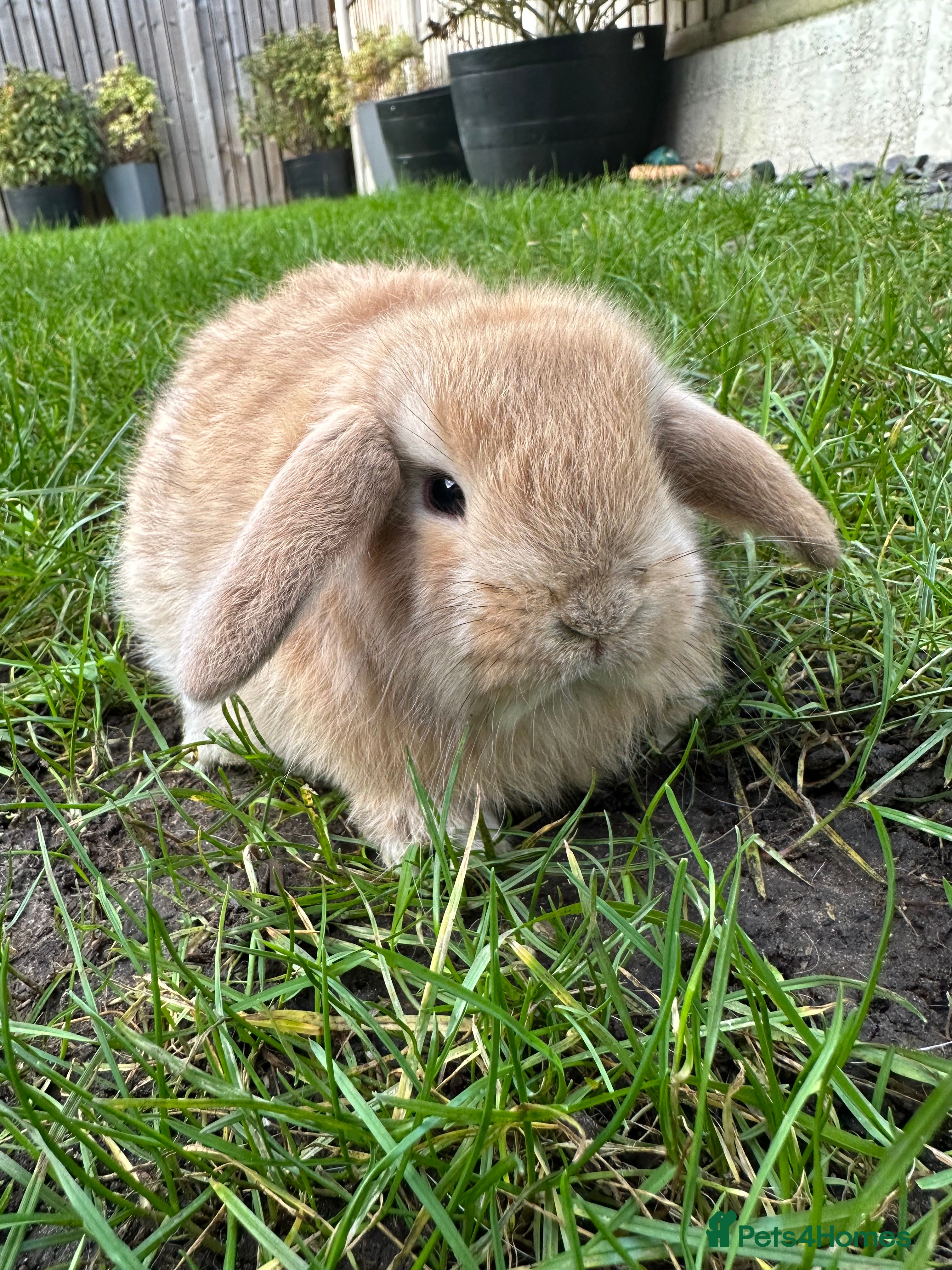 Mini Lop rabbits Mini Lop Rabbits For Sale  - Advert 3