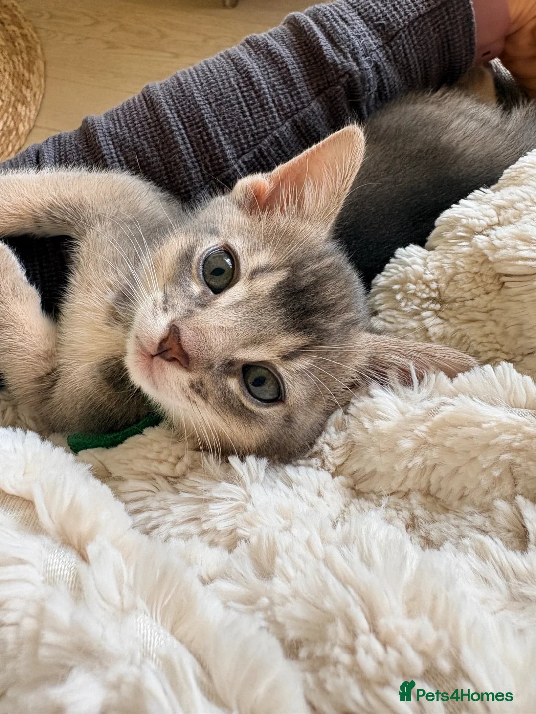 Mixed Breed cats for sale: Beautiful Abyssinian Cross Kittens in Nuneaton - Advert 1