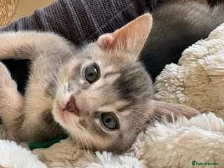 Mixed Breed cats Beautiful Abyssinian Cross Kittens - Advert 6