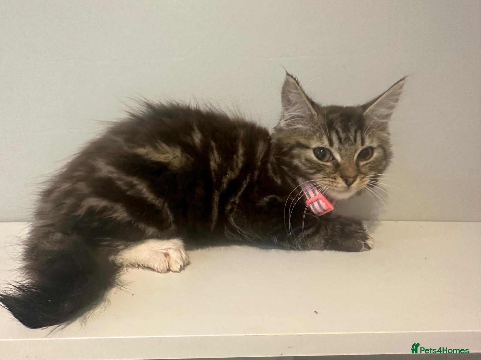 Bengal cats 2 half bengal female kittens - Advert 10