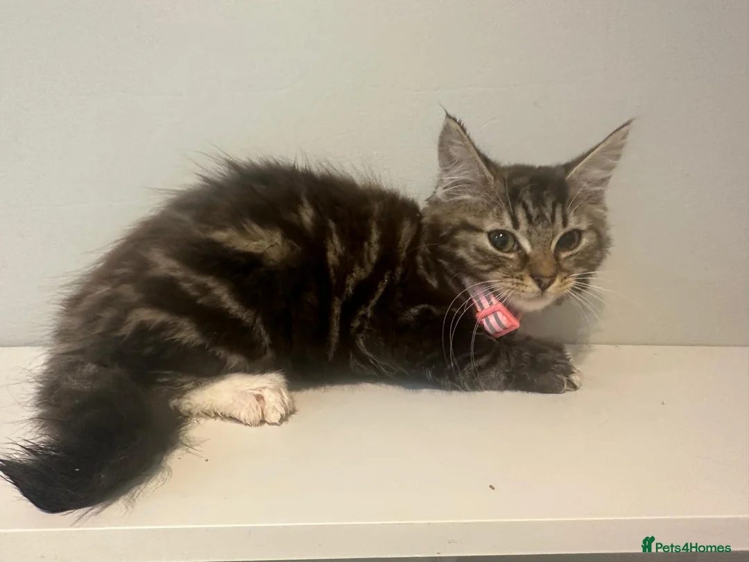 Bengal cats for sale: 2 half bengal female kittens - Advert 1