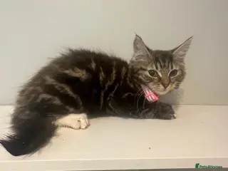 Bengal cats 2 half bengal female kittens - Advert 2