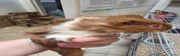 Guinea Pig rodents for sale: Female guinea pigs  - Advert 29