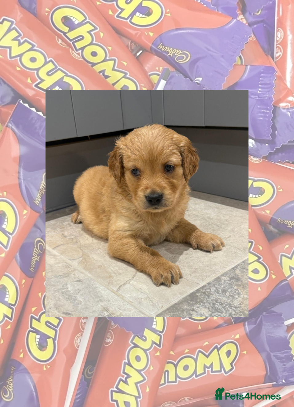 Golden Retriever dogs KC Dark Golden Retrievers 🧬 Health Tested Parents - Advert 11