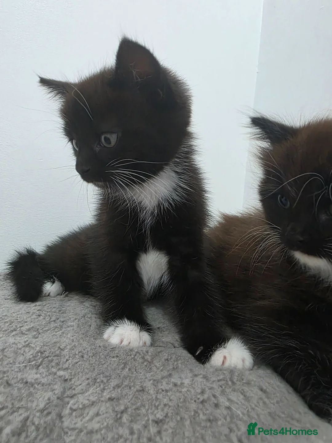 Ragdoll cats for sale: Ragdoll cross kittens black and white in Kirkcaldy - Advert 15