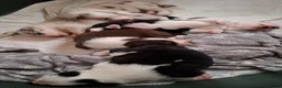Border Collie dogs for sale: Border Collie Puppies blue eyes Tri Colour merle - Advert 4