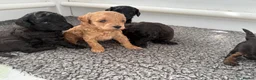 Cavapoochon dogs for sale: 2 cavapoochons available - Advert 15