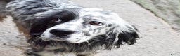English Setter dogs for adoption: Boss  - Advert 1