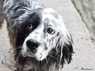 English Setter dogs Boss - Advert 1