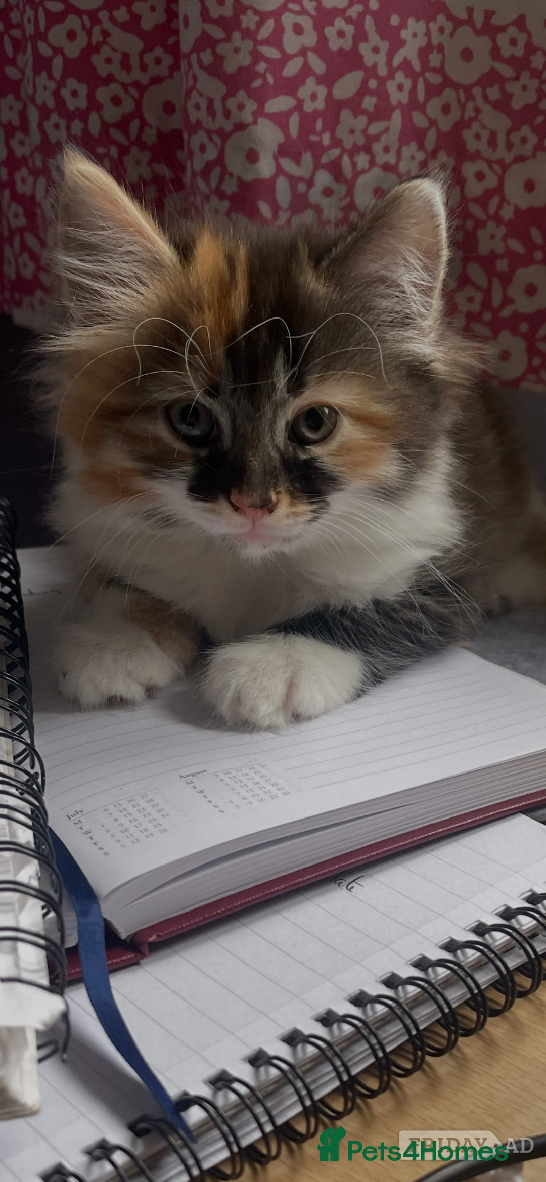 Mixed Breed cats for sale: ginger/white male and one mixed coloured female  - Advert 2