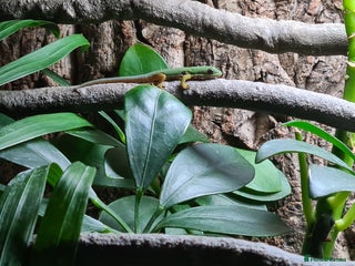 Gecko reptiles Peacock gecko babies - Advert 1