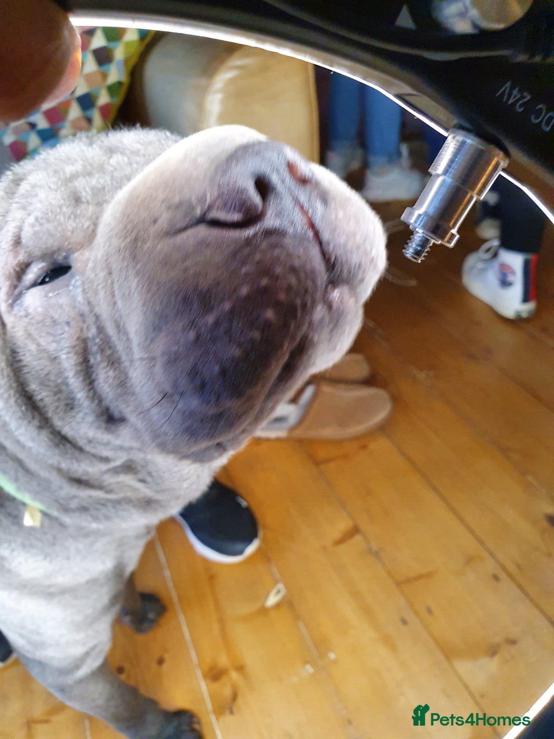Shar Pei dogs for sale: Lovely Sharpei - Advert 2