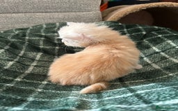Maine Coon cats for sale: Beautiful rare colour pedigree Maine Coon kittens - Image 9
