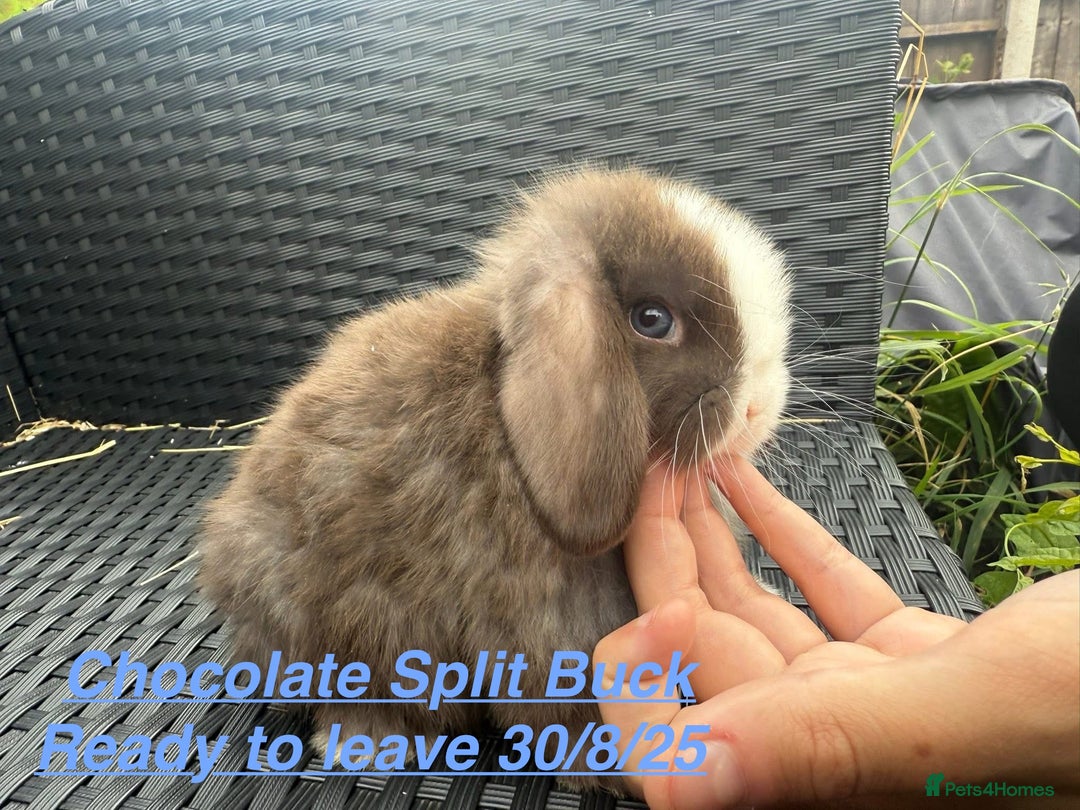 Mini Lop rabbits for sale: Mini Lops Bunnies. READ DESCRIPTION - Updated 27/8 in Chard - Image 5