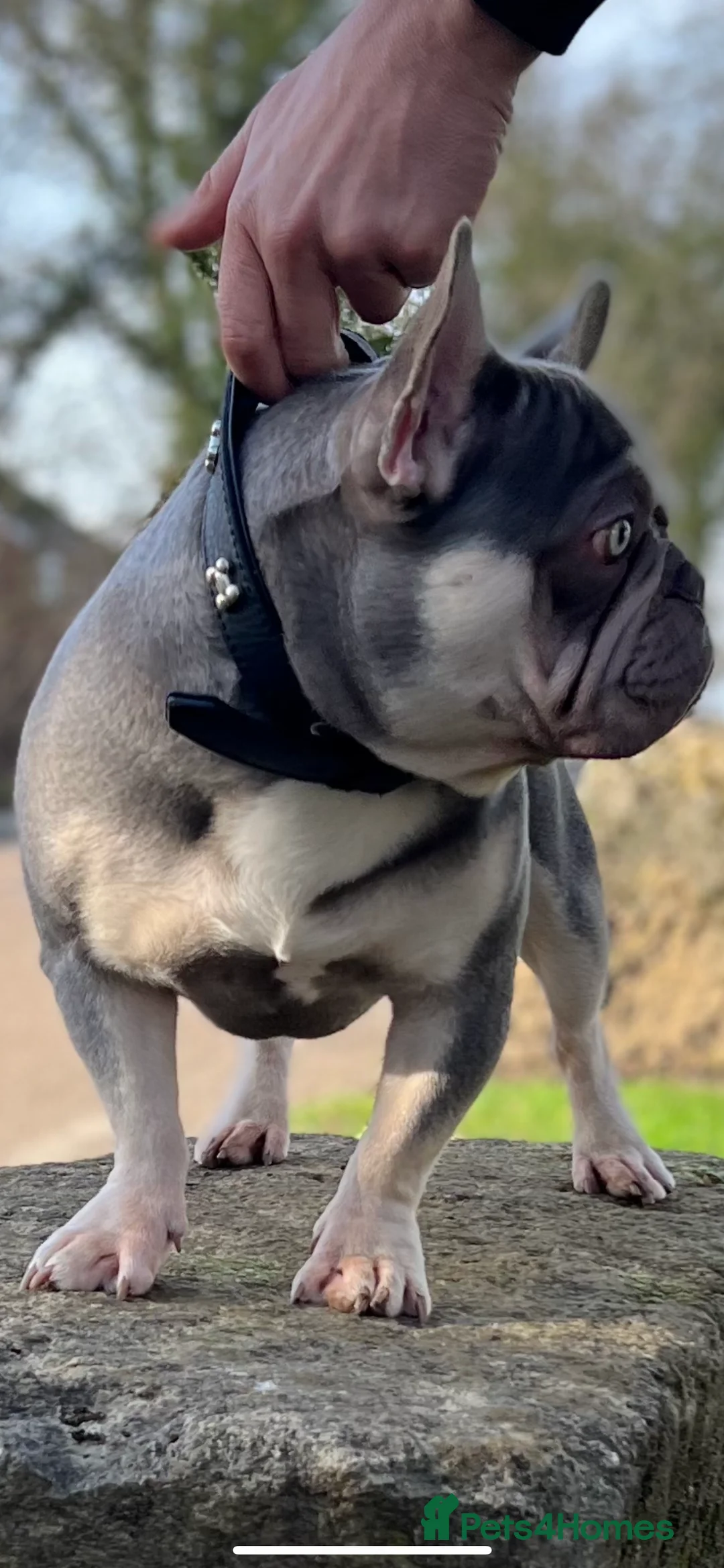 French Bulldog dogs for stud: Lilac and tan carrying Isabella  - Advert 3