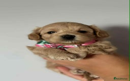 Maltipoo dogs for sale: Tiny F1 Asian Maltipoo puppies. Ready now! - Image 26
