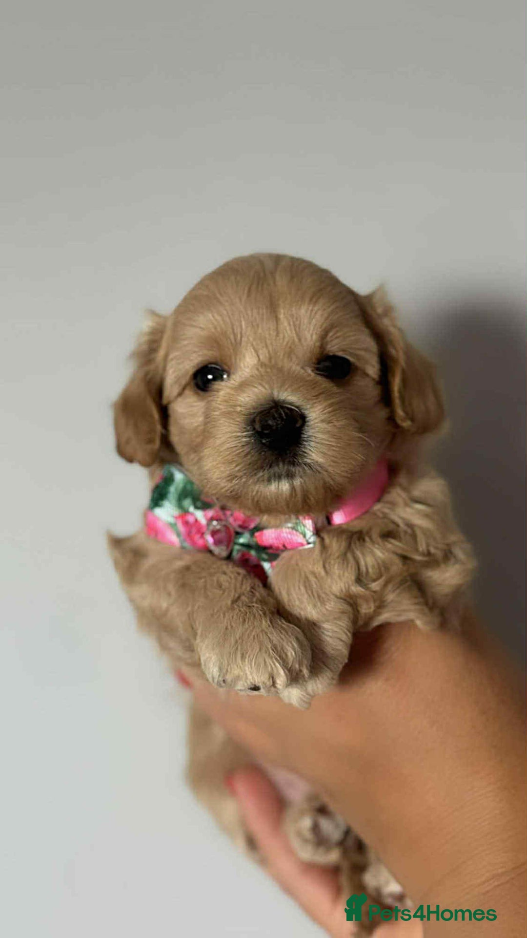 Maltipoo dogs for sale: Tiny F1 Asian Maltipoo puppies. Ready now! - Image 26