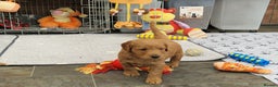 Mini Goldendoodle dogs for sale: Miniature F1 Goldendoodle puppies available - Advert 2
