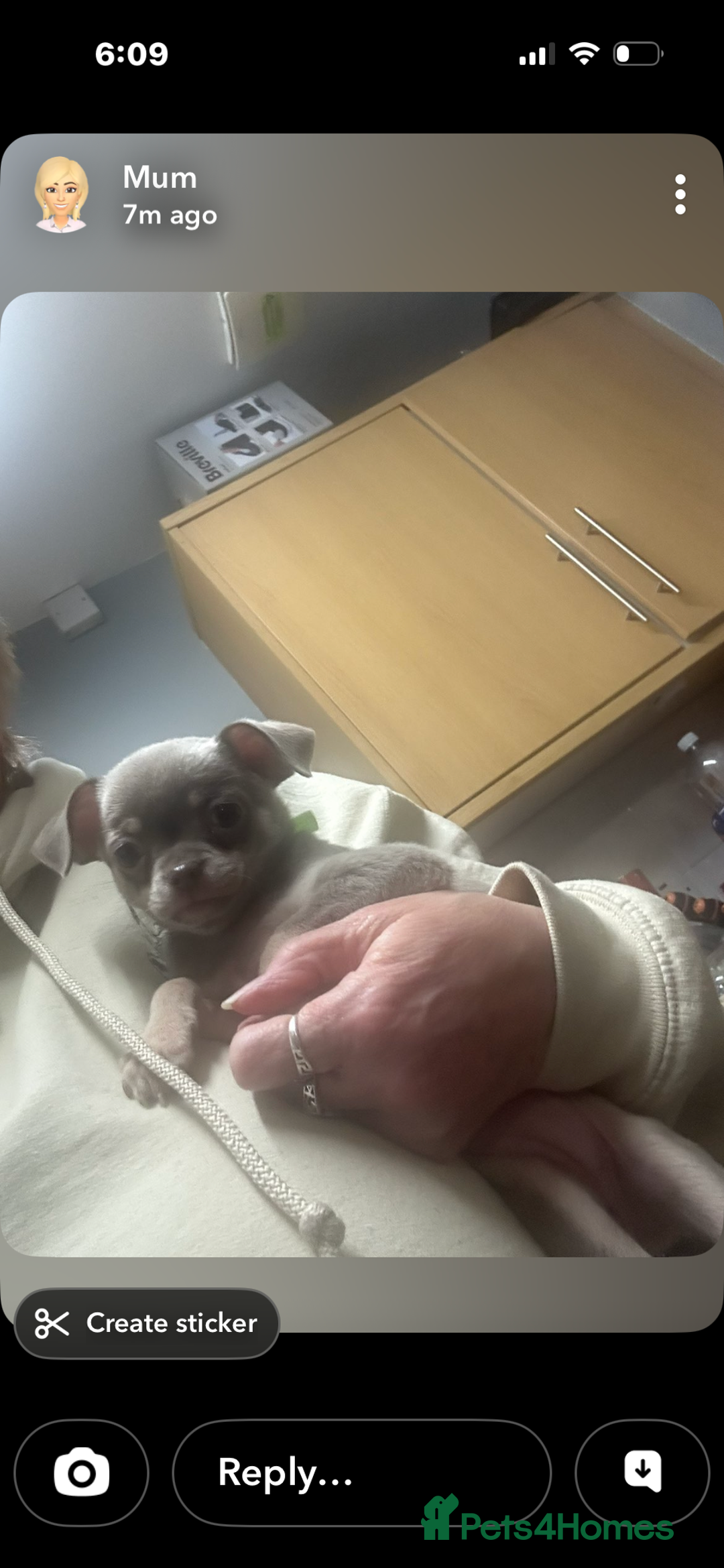 Chihuahua dogs for sale: 2 girls, 1 boys - Advert 2