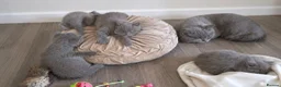 British Shorthair cats for sale: British Shorthair Blue Kittens for sale in Canterbury - Advert 7