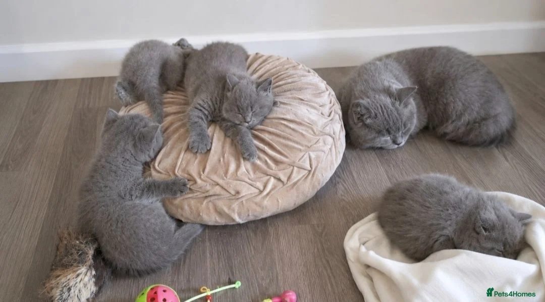 British Shorthair cats for sale: British Shorthair Blue Kittens for sale in Canterbury - Advert 7