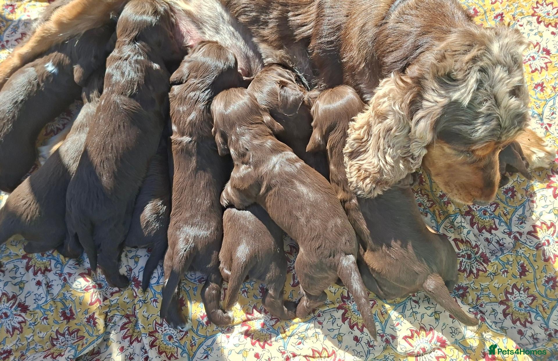 Cocker Spaniel dogs Show Cocker X Working Cocker Puppies For Sale.  - Advert 4