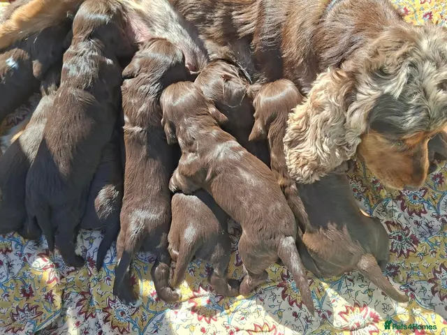 Cocker Spaniel dogs for sale: Show Cocker X Working Cocker Pups. Ready Tuesday. - Advert 7