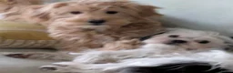Mixed Breed dogs for sale: Female Tibetan Terrier Toy Poodle Cross Puppy - Advert 2