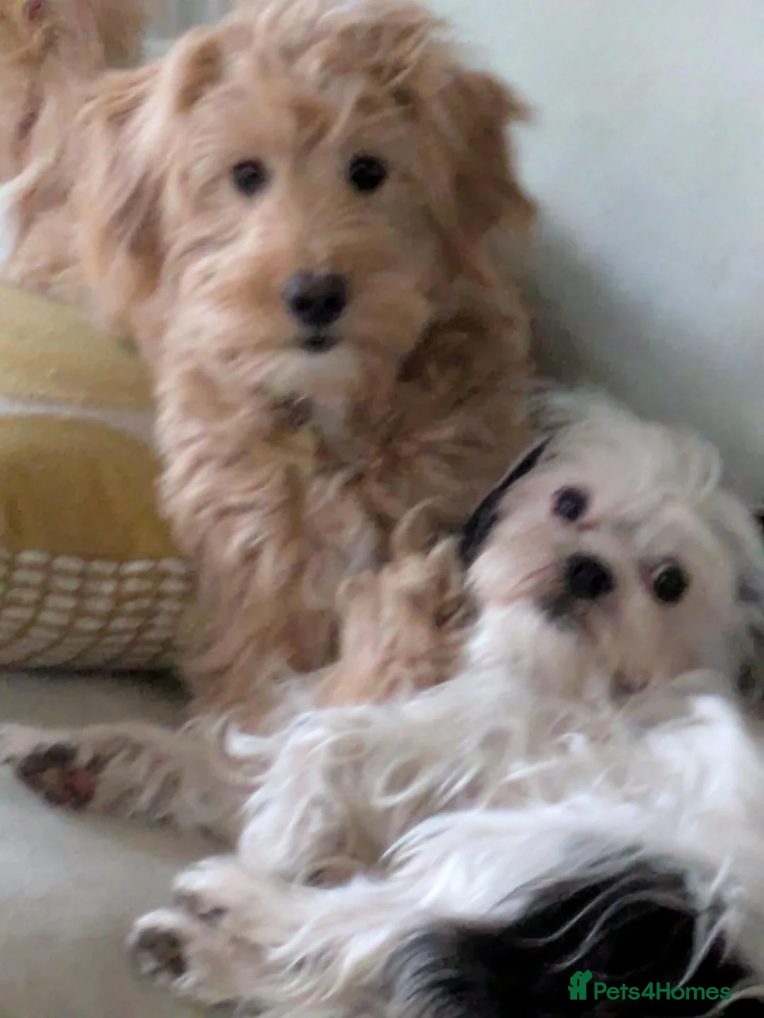 Mixed Breed dogs for sale: Female Tibetan Terrier Toy Poodle Cross Puppy - Advert 2
