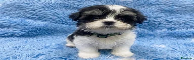 Mixed Breed Puppy 5
