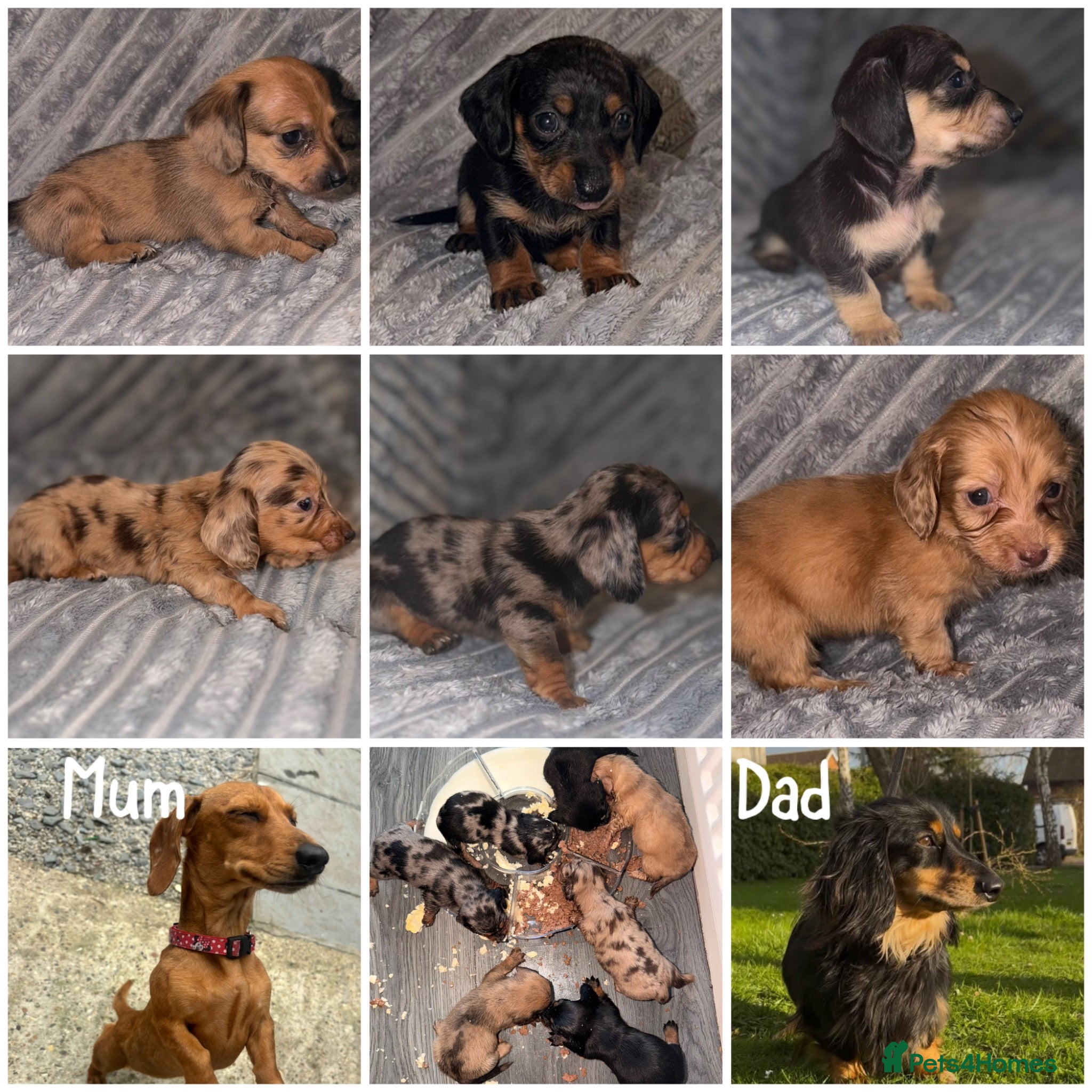 Miniature Dachshund dogs Beautiful Miniature Dachshund Puppies - Advert 7