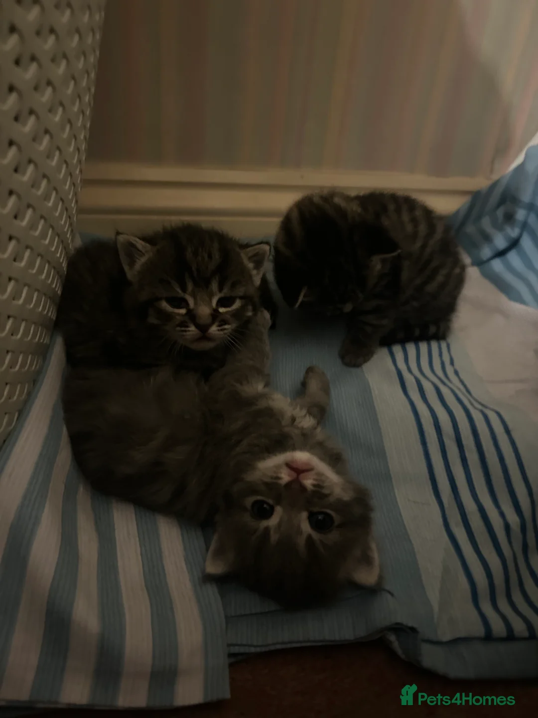 Domestic Shorthair cats for sale: Gorgeous Kittens  - Advert 7