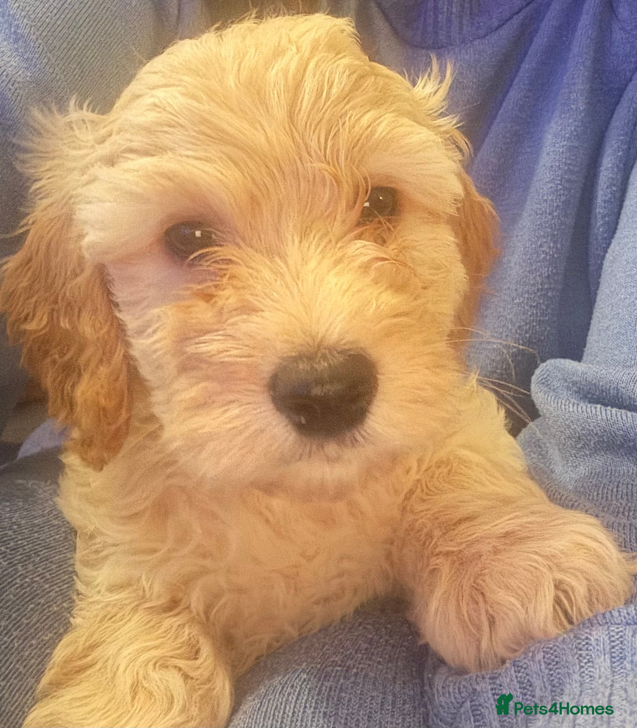 Cockapoo dogs ⭐️EXTENSIVELY HEALTH TESTED,Cockapoo F1B Puppies⭐️ - Advert 13