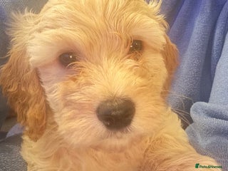 Cockapoo dogs ⭐️EXTENSIVELY HEALTH TESTED,Cockapoo F1B Puppies⭐️ - Advert 16