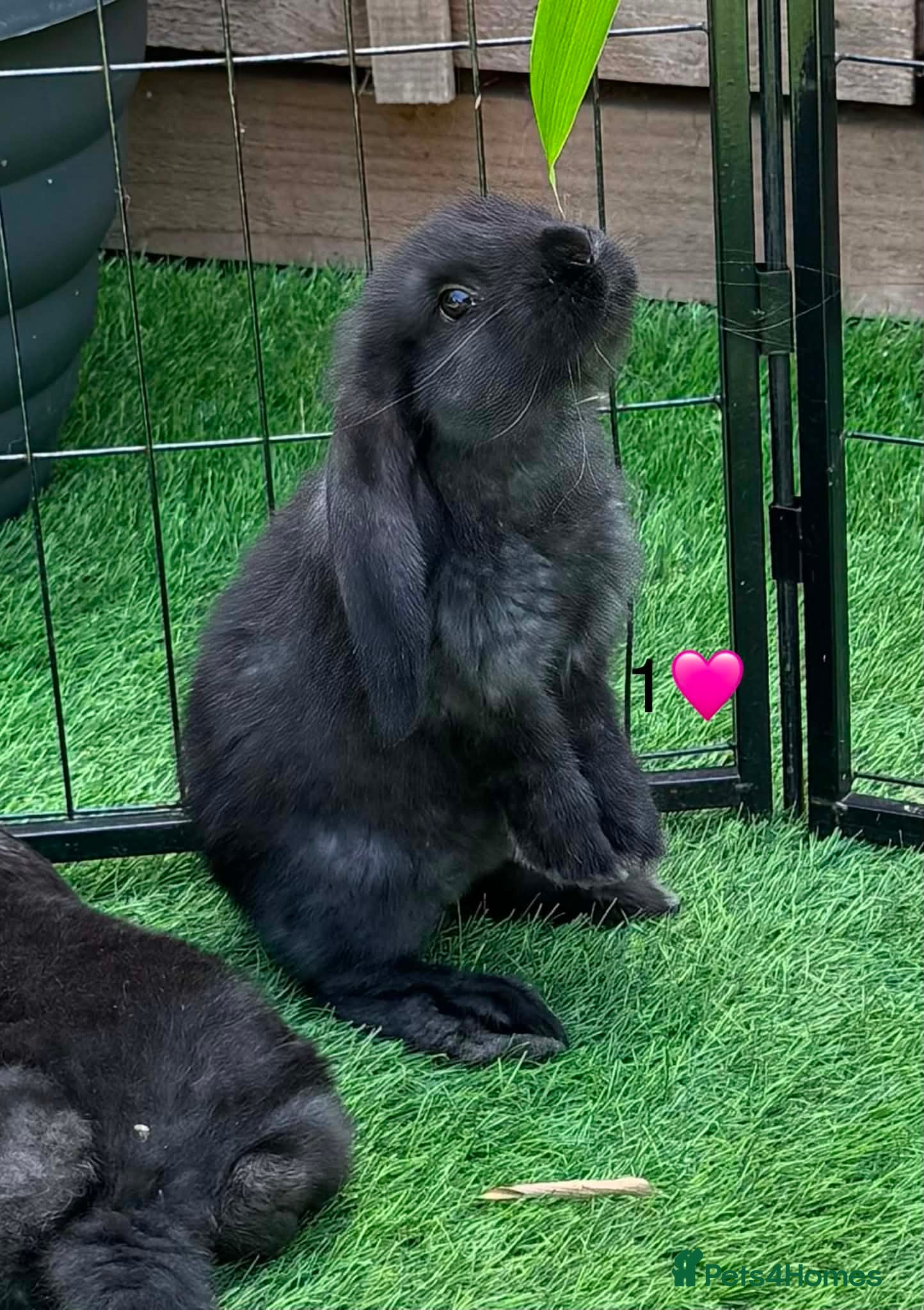 French Lop rabbits Pure French lop - Advert 1