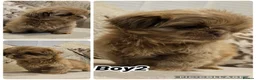 Shih Tzu dogs for sale: 3 Gorgeous boys ready now  - Advert 3