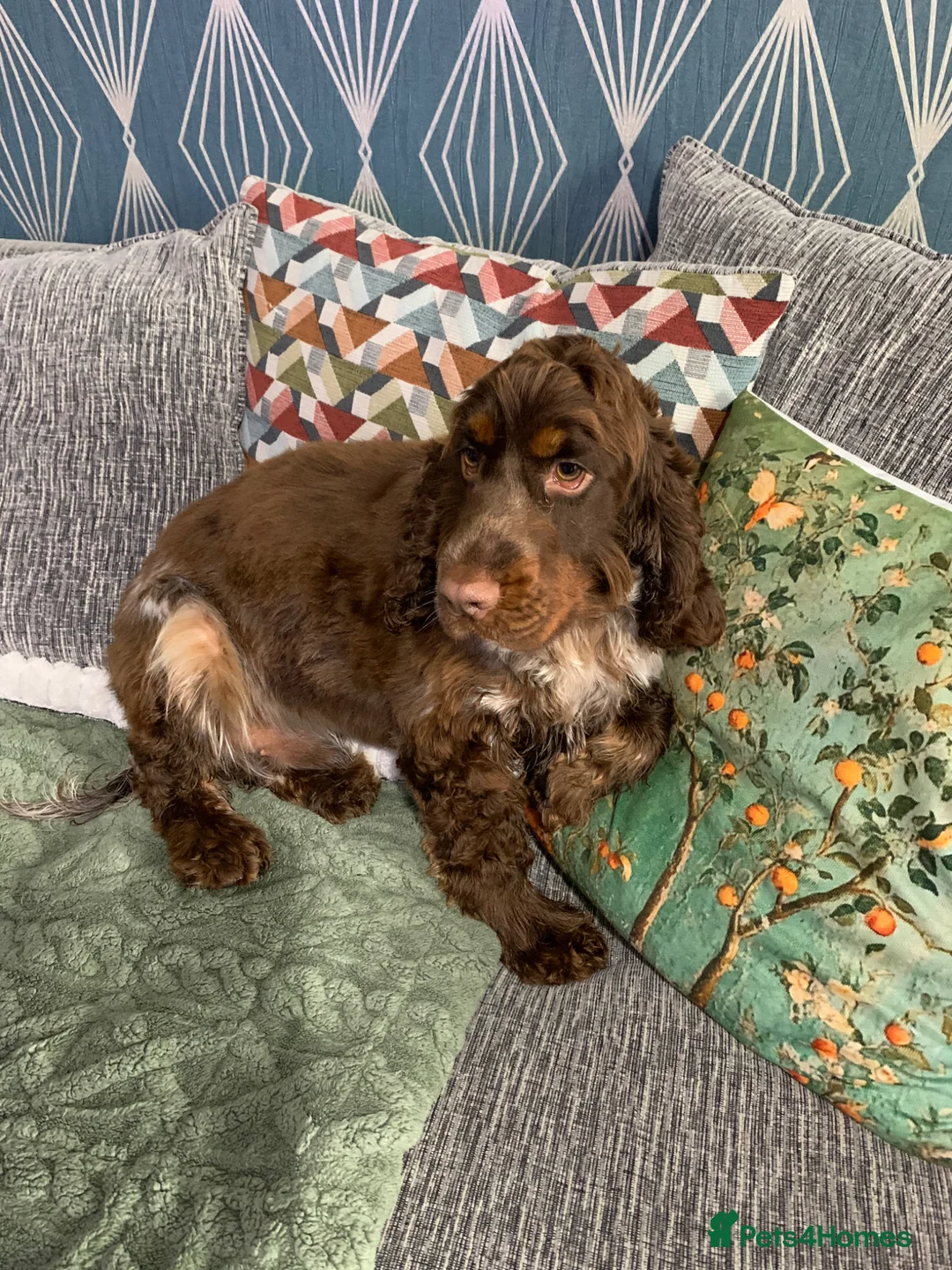 Cocker Spaniel dogs for sale: Sable show cocker spaniel  - Advert 2