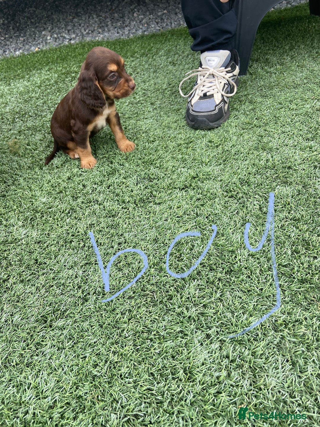 Cocker Spaniel dogs for sale: Cocker spaniels  - Image 1