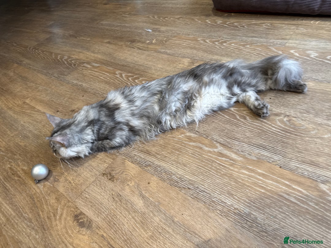 Maine Coon cats for sale: Superb full pedigree Maine Coon Kittens  - Advert 15