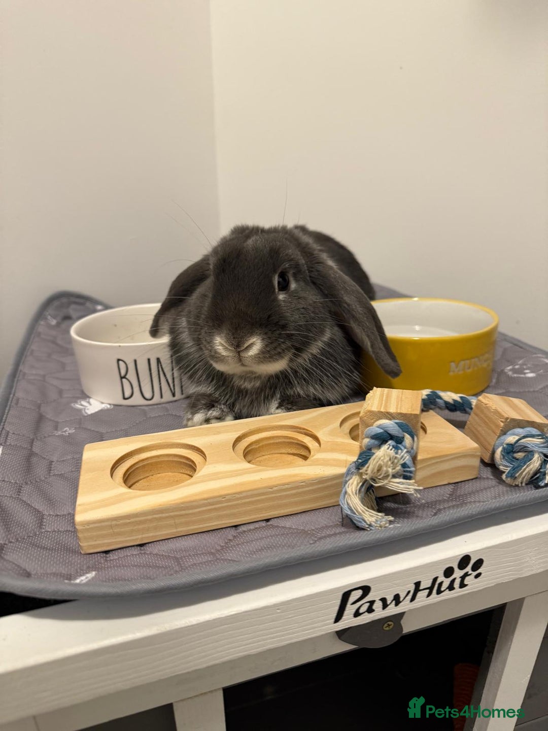 French Lop rabbits for sale: Bunny for sale 🐰  - Advert 3