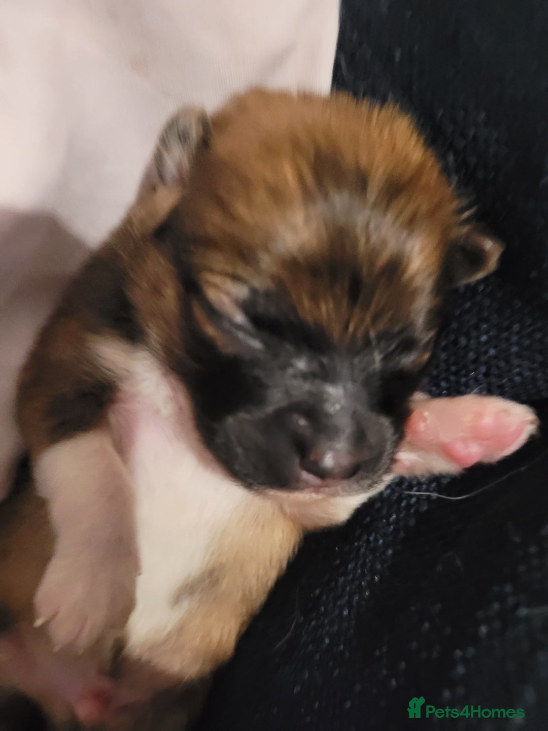 Mixed Breed dogs for sale: Little boy paparainion 🥰 - Image 8
