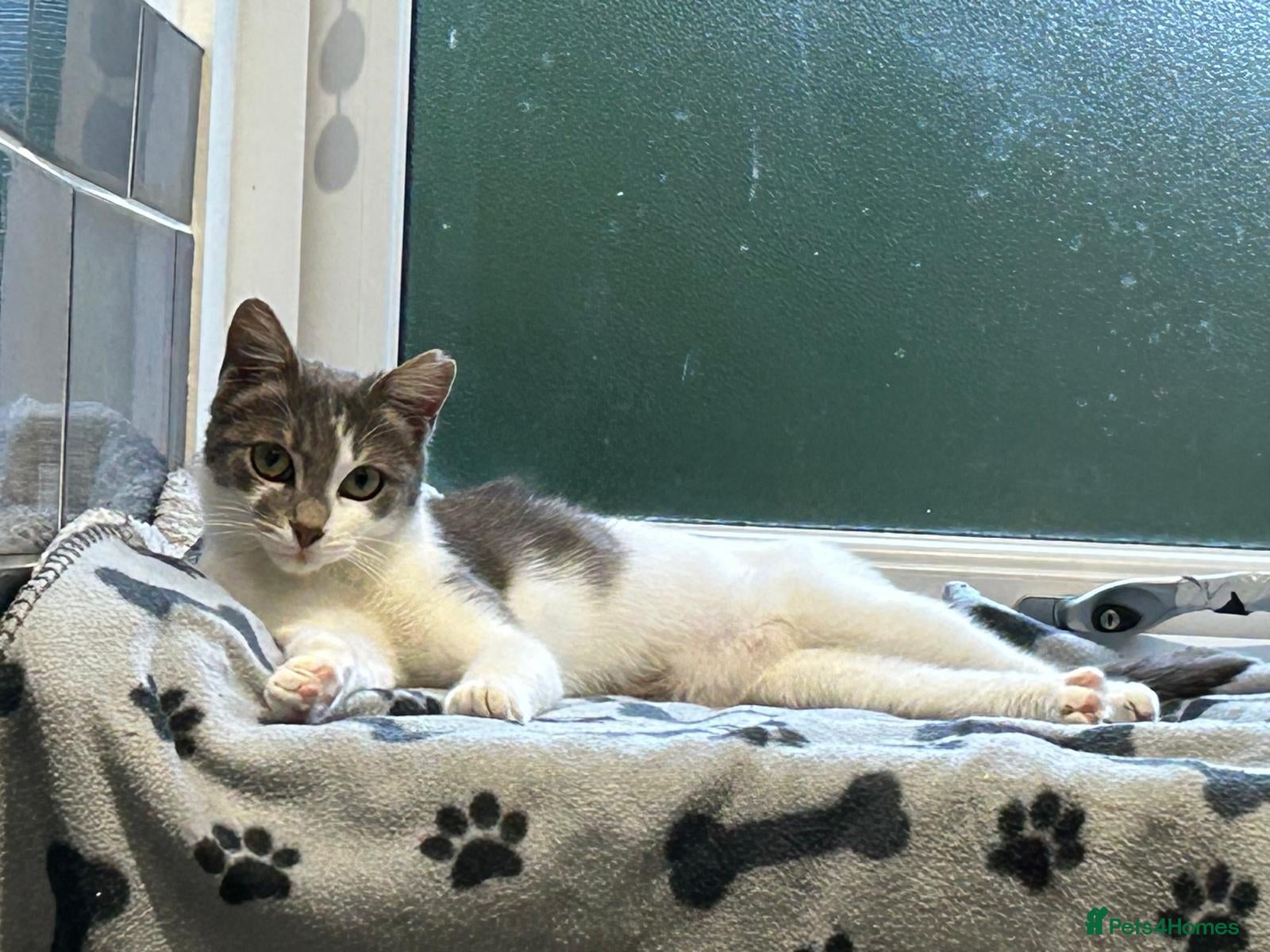 Mixed Breed cats for adoption: Zuza full of love and mischief in Beauly - Advert 1