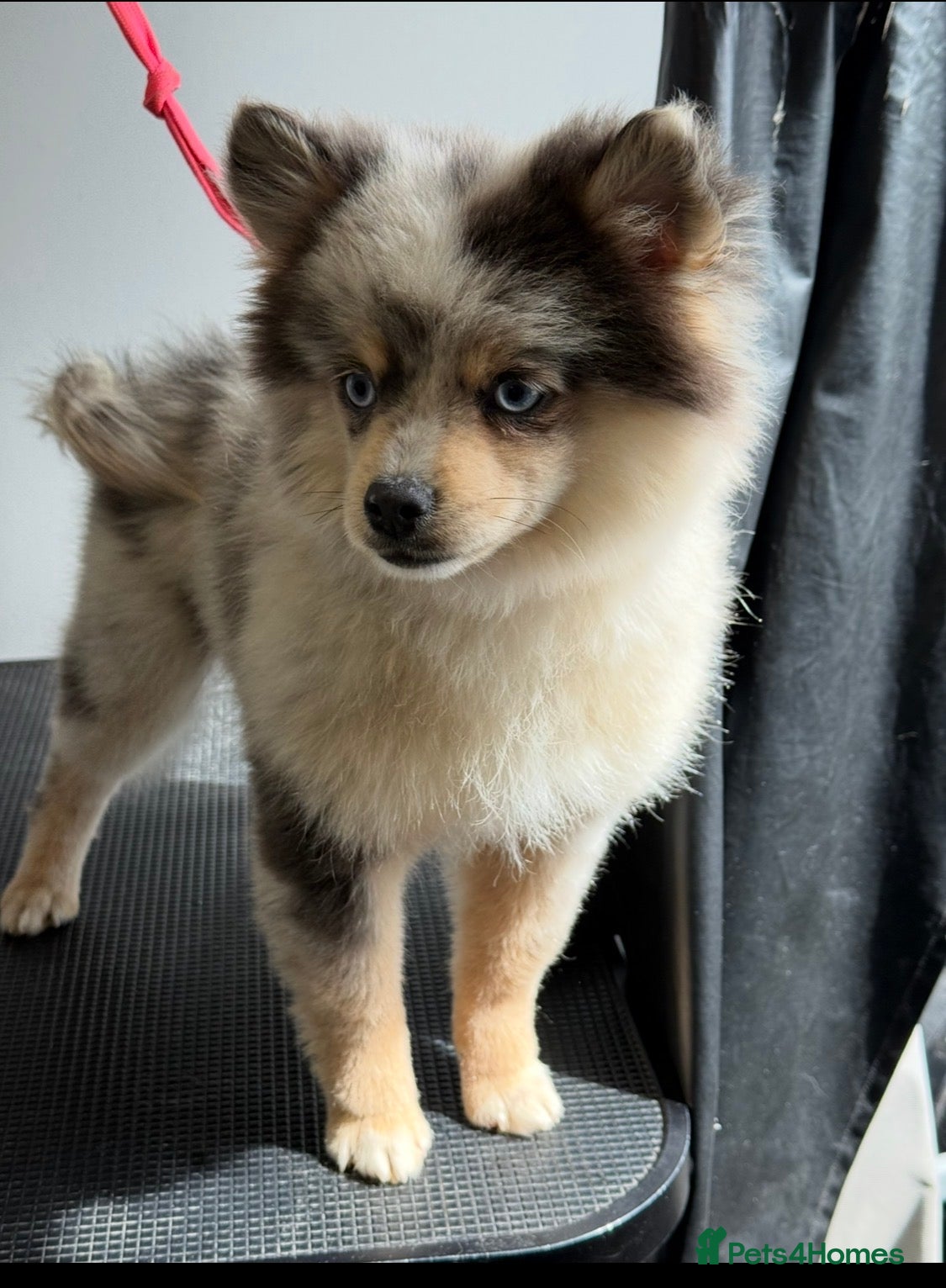 Pomsky dogs F3 Pomsky Boy - Advert 14