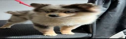 Pomsky dogs for sale: F3 Pomsky Boy - Advert 1