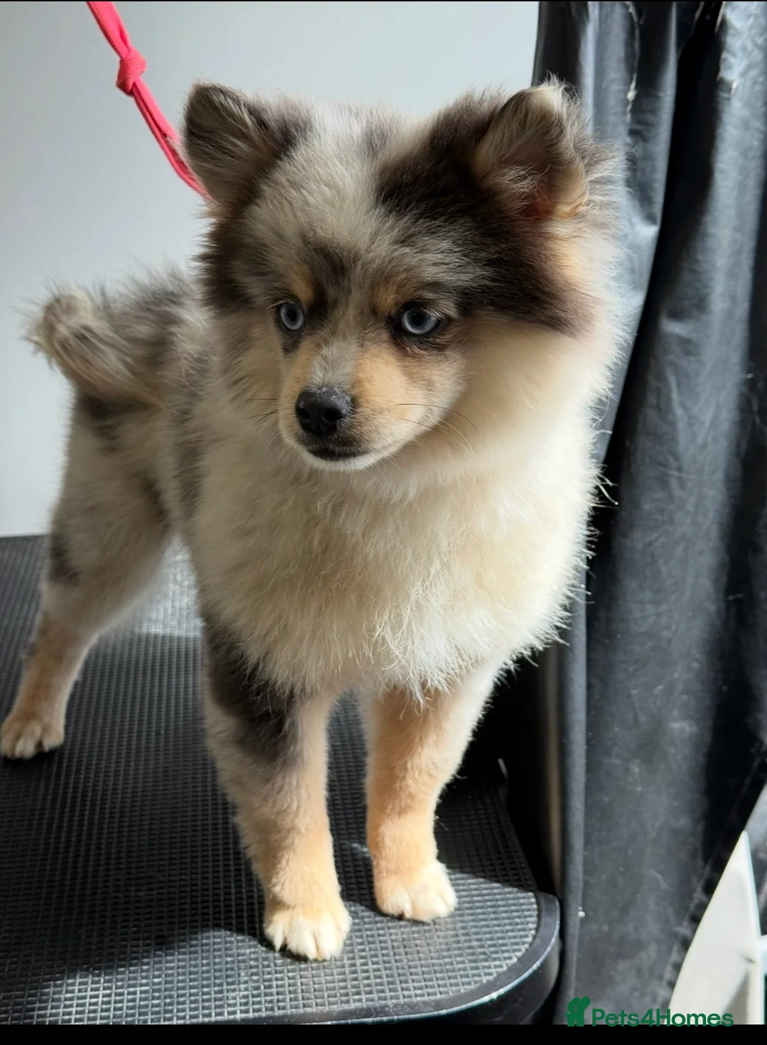 Pomsky dogs for sale: F3 Pomsky Boy - Advert 1