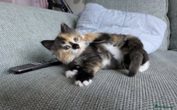 Mixed Breed cats for sale: Kittens 2 litters - Image 14
