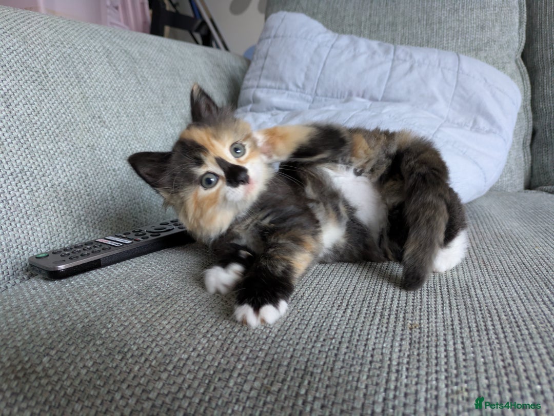 Mixed Breed cats for sale: Kittens 2 litters - Image 14