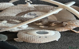 British Shorthair cats for sale: Gorgeous British shorthairs - Image 25