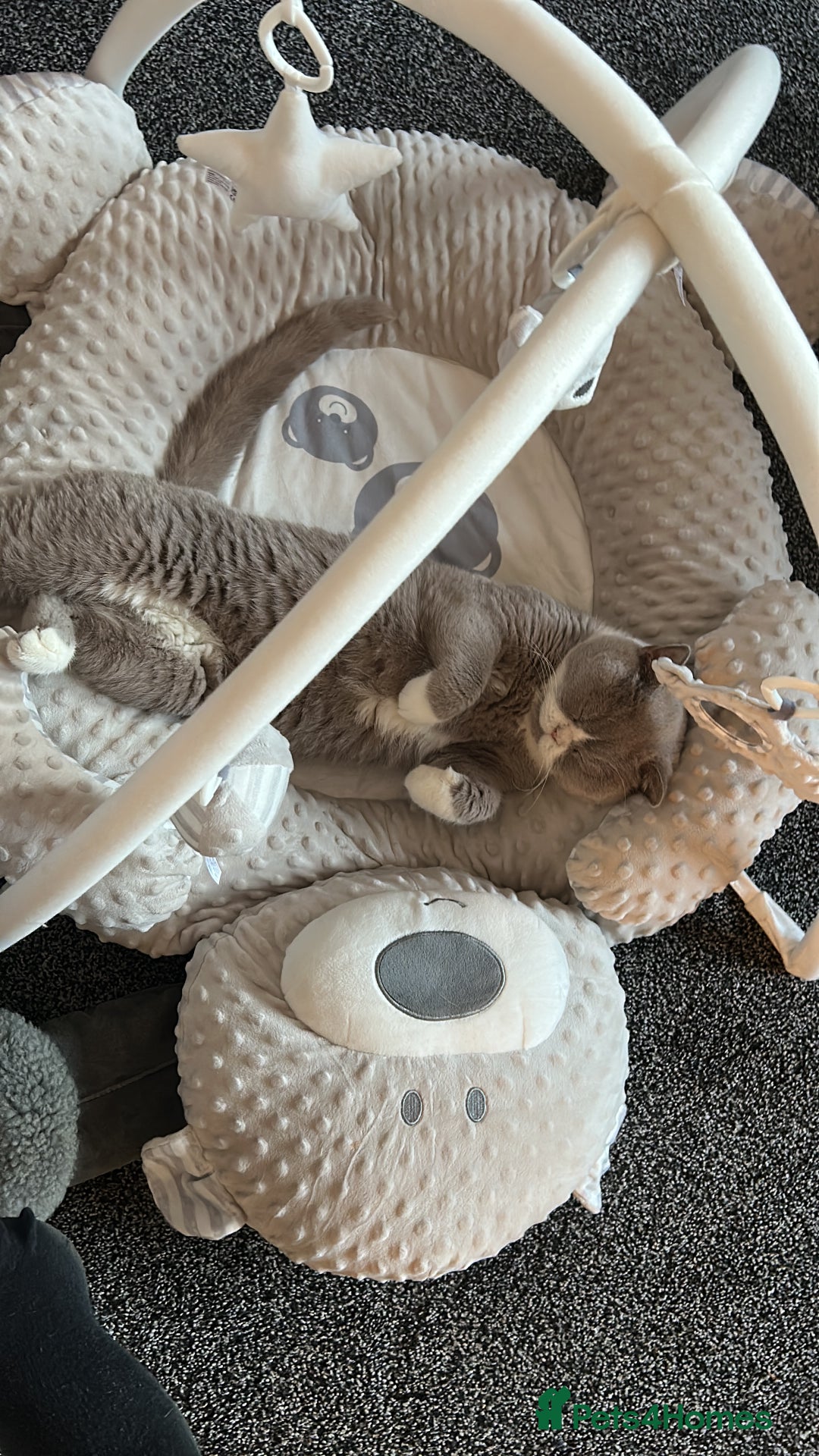 British Shorthair cats for sale: Gorgeous British shorthairs - Image 25